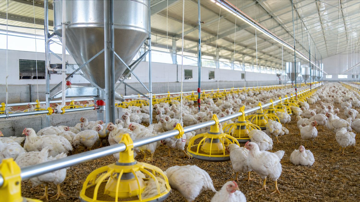 Feeding and drinking systems